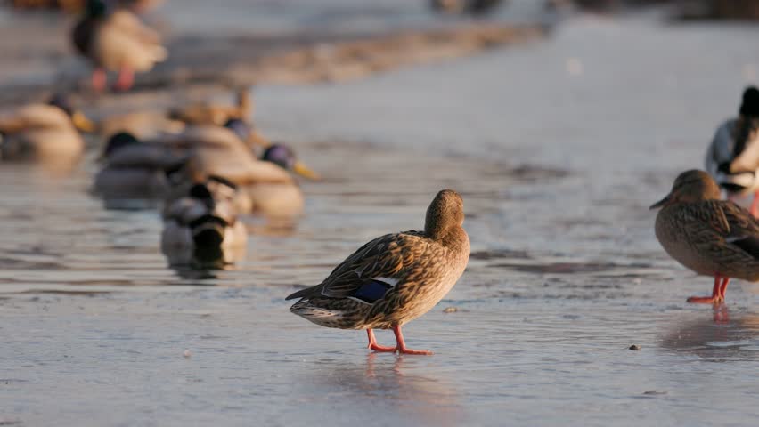 A female mallard duck stands on a frozen lake ice crust, viewed from the side and back. Other ducks rest in an open water hole blurred in the background under soft winter evening light. Low angle.