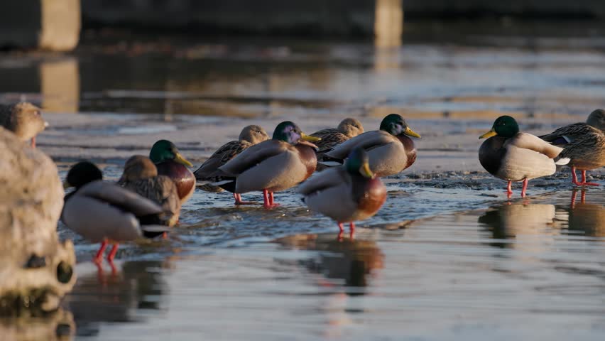 A flock of mallard ducks stands on the edge of melting ice and open water. Drakes and hens rest together, their reflections visible on the calm surface under soft evening light. Low angle.