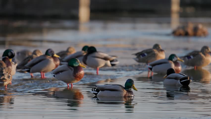 A flock of mallard ducks stands on the edge of melting ice and open water. Drakes and hens rest together, their reflections visible on the calm surface under soft evening light. Low angle.