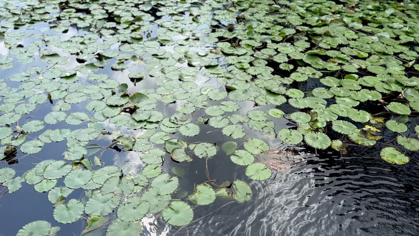 Close up of Lotus in the water