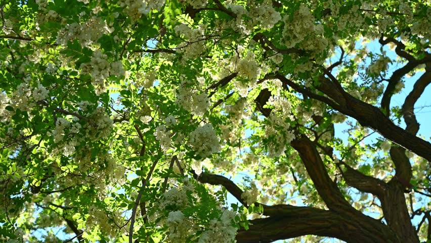 Tree branches with white blossoms swaying under blue sky in park. Robinia pseudoacacia, black locust.