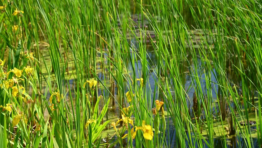 Yellow iris flowers swaying among reeds in marsh pond.