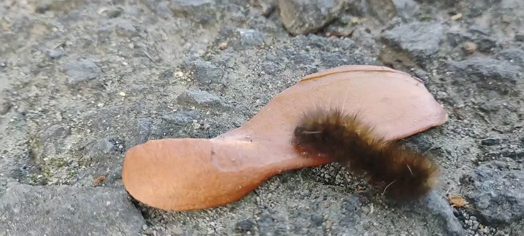 A high-definition macro video capturing a furry, dark brown woolly bear caterpillar as it actively crawls. The insect moves across a dry, brown seed pod or leaf lying on a rough, textured asphalt surface. The footage showcases the steady, undulating movement of the caterpillar