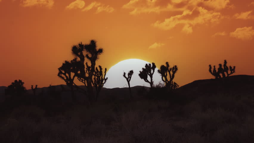 Orange Sunset Cactus Silhouette Big Orange Sun Telephoto Lens, Location: Joshua Tree National Park, California