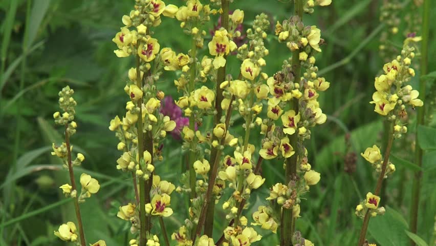 Dark Mullein (Verbascum nigrum) blooming in field - close up
