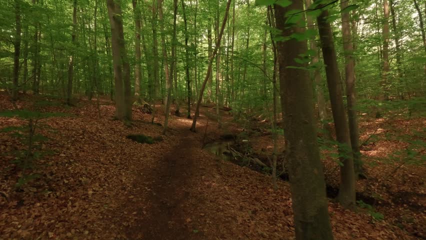 Hiking through a forest of deciduous trees, alongside a small woodland stream.