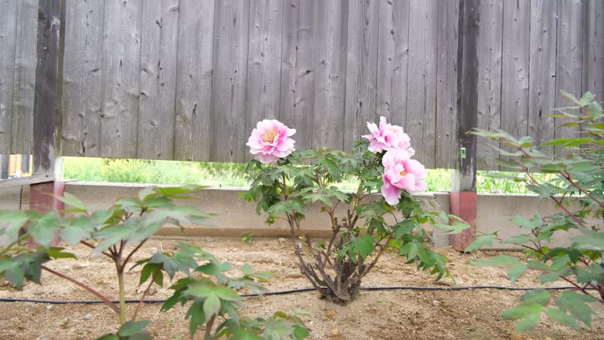 Pink flowers and green leaves gently swaying in front of wooden privacy fence