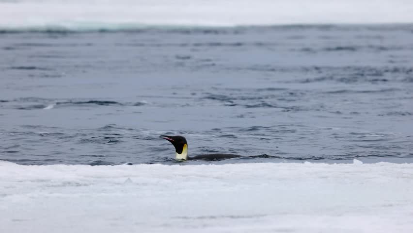 Emperor penguin (Aptenodytes forsteri) lowers its head beneath icy Antarctic water beside sea ice edge while scanning for prey before diving, telephoto wildlife shot at water level.