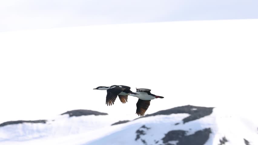 Antarctic blue eyed shag (Leucocarbo bransfieldensis, Phalacrocoracidae) flies above the Southern Ocean near Antarctica, telephoto wildlife shot capturing low altitude coastal flight behavior.