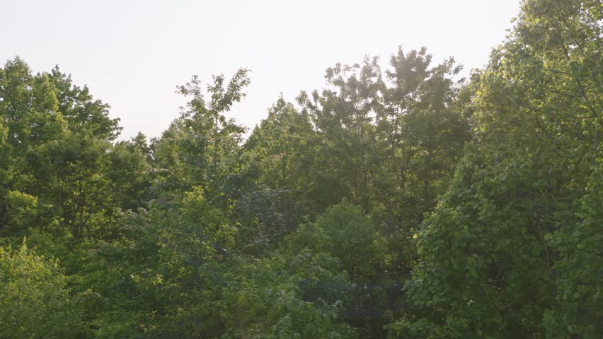 Sun light beaming sunlight light through Ohio tree canopy trees top of wooded Midwest forest near Hocking Hills in area drone dolly shot of forested green leaves, morning lighting, and spring warmth