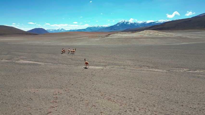 Panoramic aerial over scattered vicunas crossing vast barren altiplano desert plain with rolling hills and snow-capped Andean mountain range across the horizon