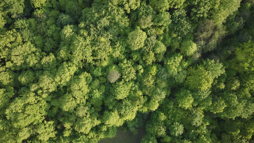 Drone shot aerial moving above south southern Ohio near Ray, OH and Hocking Hills with green tree canopy, sweeping hill hills, and natural midwest woods, rural tree country, and forested landscape 4k