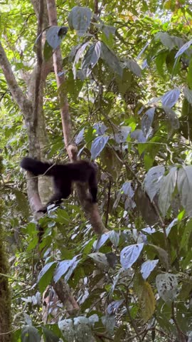 A wild white-faced capuchin monkey climbing through the dense green canopy of a tropical rainforest, partially hidden by lush leaves and branches