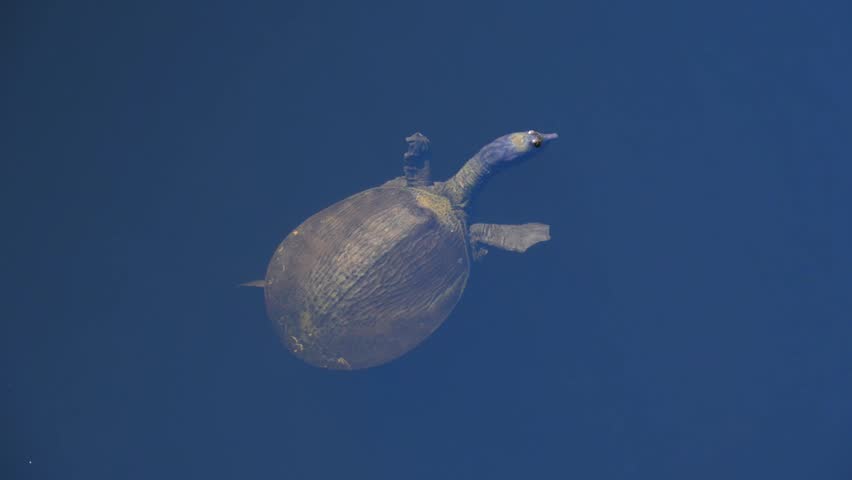 Alabama, Dauphin Island Park, Beach Board. A Florida Softshell Turtle (Apalone ferox)