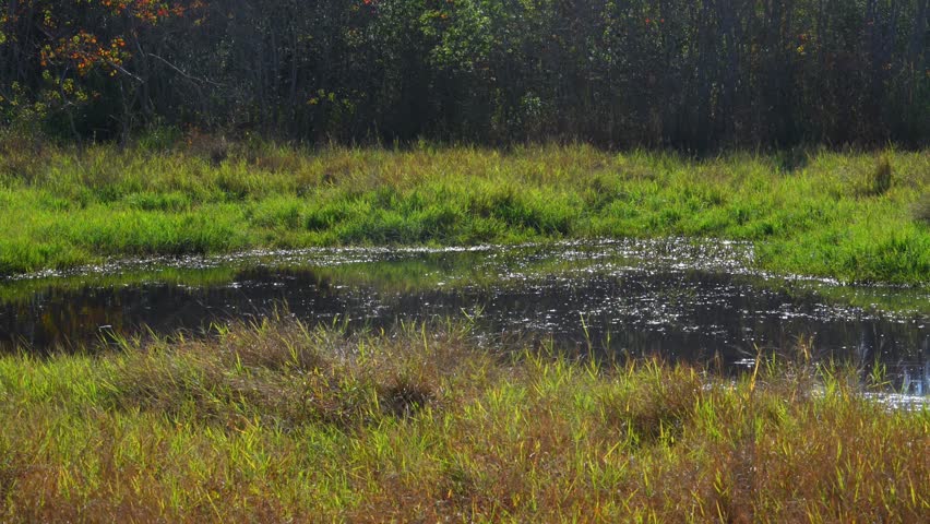 Alabama, Dauphin Island Park, Beach Board.   Freshwater lake overgrown with aquatic vegetation and water lilies, surrounded by diverse arboreal vegetation; numerous dragonflies flying above the water surface and marshland.