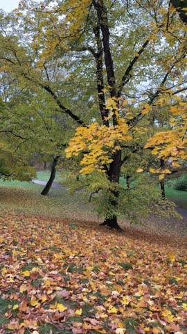 Golden autumn in city park: many yellow leaves peacefully falling down from big tree