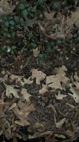 Pan slow tracking motion of oak leaves drifting across forest floor with ivy and pine needles closeup