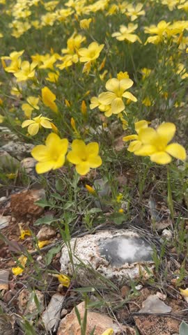 Vertical Shot of Yellow Wildflowers Swaying in Spring Meadow