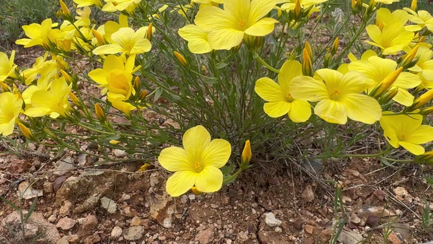 Close Up of Yellow Wildflowers Blooming in Spring Meadow Natural Floral Background