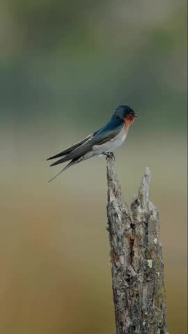 Two Swallows Perched on a Broken Tree Stump in a Field