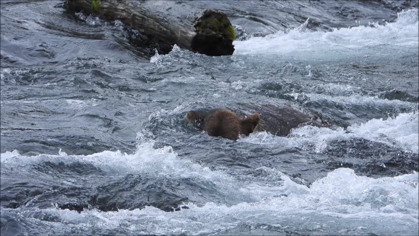 This video shows a very large coastal brown bear approaching fishing in a unique manner by submerging and hunting underwater. The video was made at Brooks Falls in Katmai National Park Alaska.