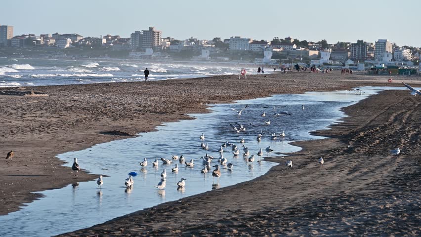 Birds on the ocean shore