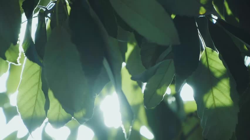 Sunlight filtering through the trees in early summer
