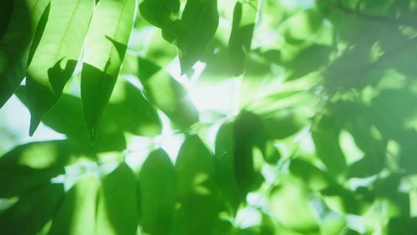 Sunlight filtering through the trees in early summer