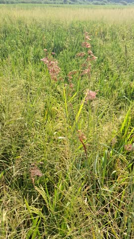 Peaceful nature scene featuring thriving wild grasses in a field. Grass stalks with reddish seed heads appear to dance in the gentle breeze, creating a tranquil rural atmosphere.