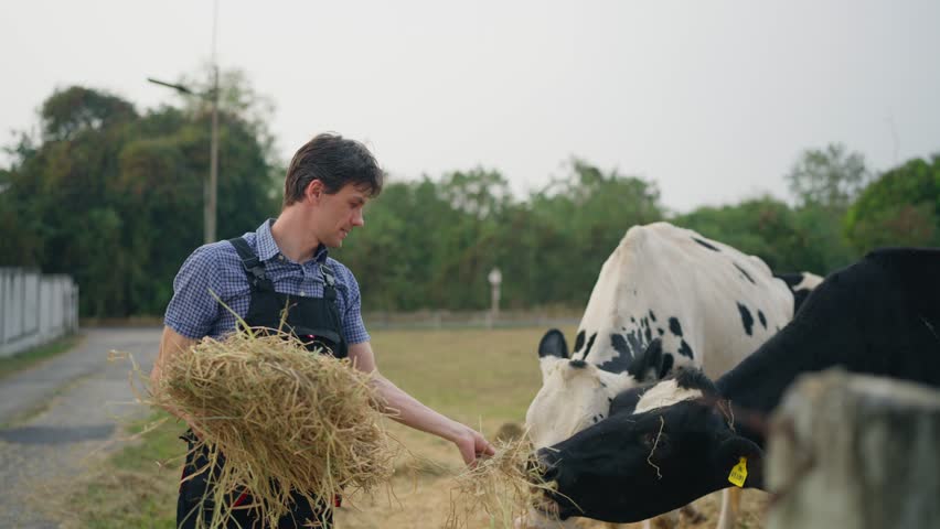 Caucasian male dairy farmer feeding black and white cow in outdoors farmyard. Attractive agricultural worker caring for livestock with a positive attitude, enjoying his work at a rural dairy farm.