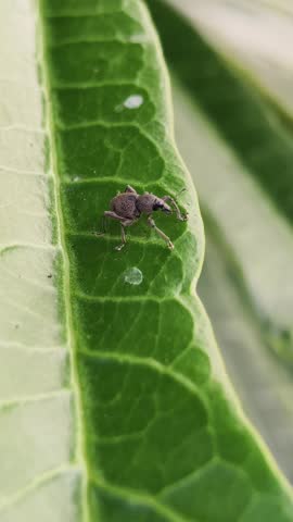 snout weevil, which most likely belongs to the broad-nosed weevil group (family Curculionidae)