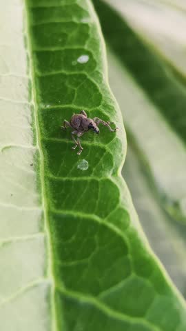 These insects have short, wide snouts and hard bodies that are often brown or dark in color, helping them camouflage against the ground or stems.