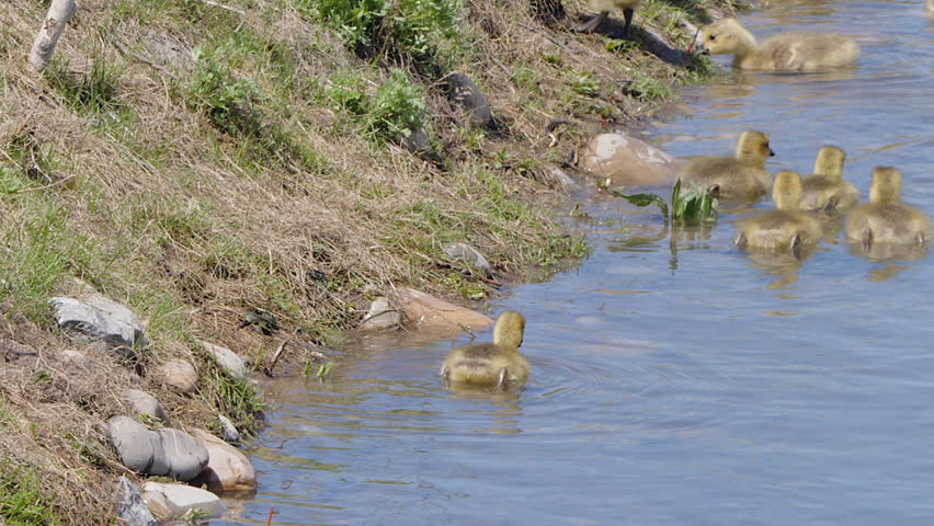 Two fluffy yellow goslings dive underwater near shoreline of wetland
