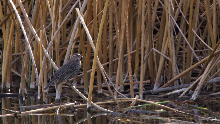 Low angle female Red-wing blackbird perches on pond reed near surface