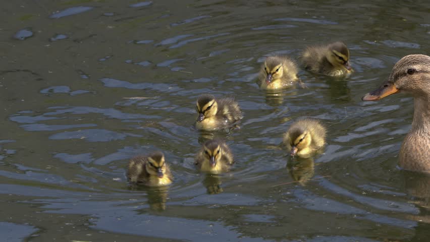 Mallard duck mom swims in pond with her brood of cute fuzzy ducklings