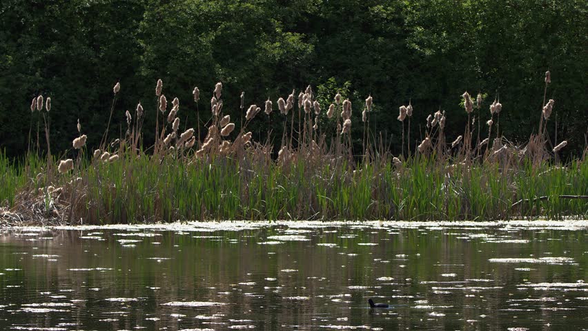 Wide angle wetland marsh scene: Coot swimming by fluffy cattails