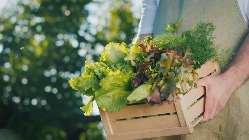 Man holding box with fresh lettuce; organic harvest on farm.