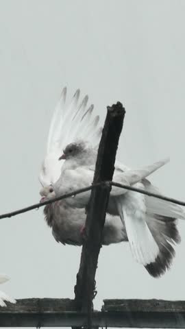 Atmospheric vertical view of white domestic doves under pouring rain.