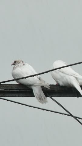 Vertical video of purebred domestic roller pigeons enduring heavy rain on a loft antenna.