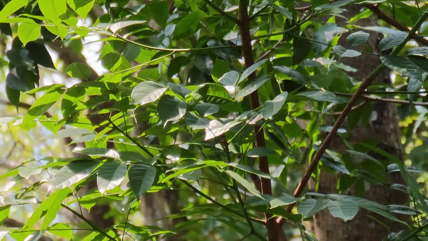 Green trees in the forest