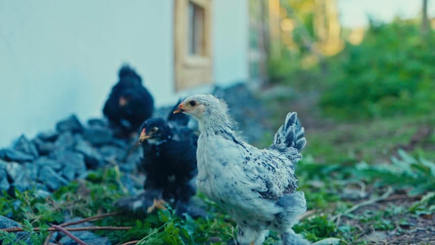 Three Young Chickens, are Pecking and Exploring the Ground Near a House - Defocused Shot