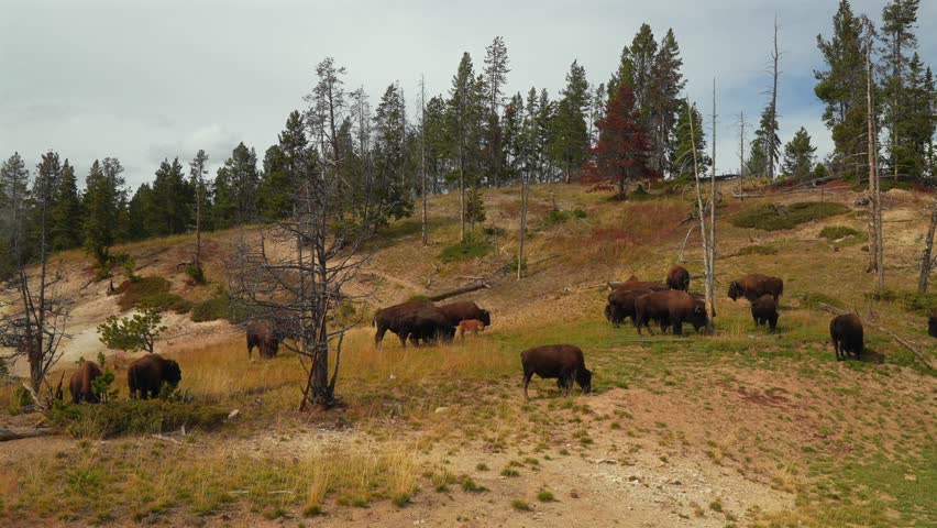 Wild buffalo American Bison nature wildlife animals Yellowstone National Park Wyoming Buffalo Herd grazing fall autumn Old Faithful Geyser Basin Grand Loop drive landscape hillside valley pan right