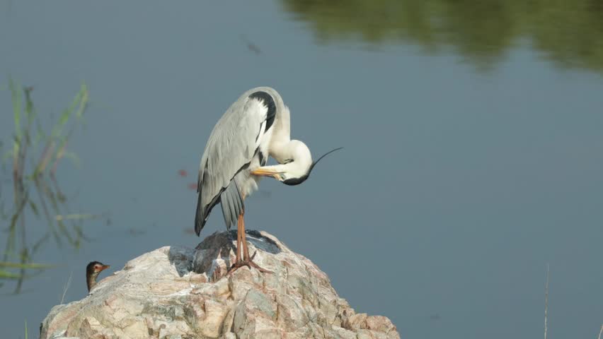 Grey heron standing on a rock while grooming its feathers with the blurred waterhole in the background, Kruger National Park.