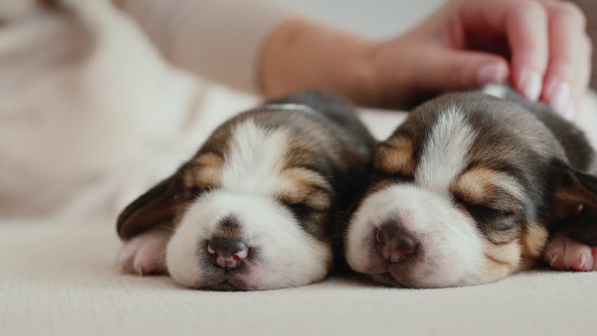 Close-up of sleeping beagle puppies, caressed by female hand.