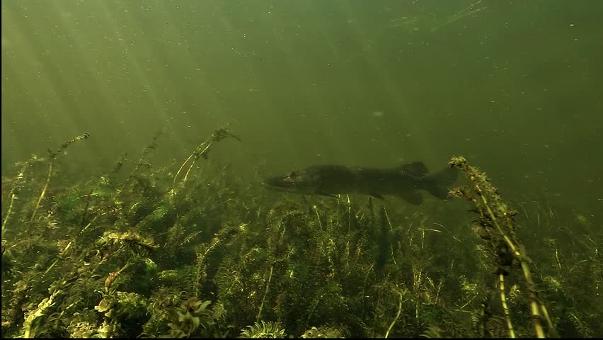 Northern pike - Esox lucius - swims slowly above an elodea carpet as sun rays filter through the surface and stripe its back.