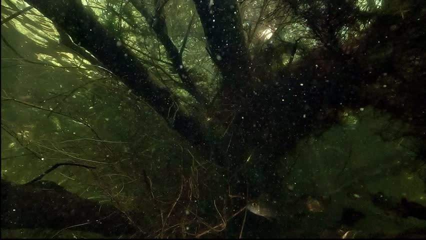 A small group of European perch - Perca fluviatilis - flees as a wels catfish - Silurus glanis - enters a submerged forest.