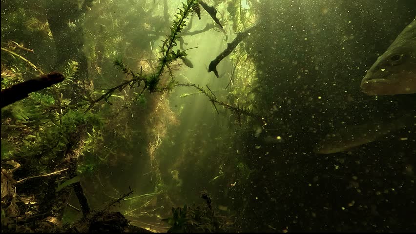 Several European perch - Perca fluviatilis - approach the camera in a well lit underwater forest of submerged branches and green lake water.