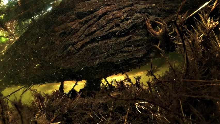 Small European perch - Perca fluviatilis - appears in the background under a submerged log above a yellow colored lake bottom.