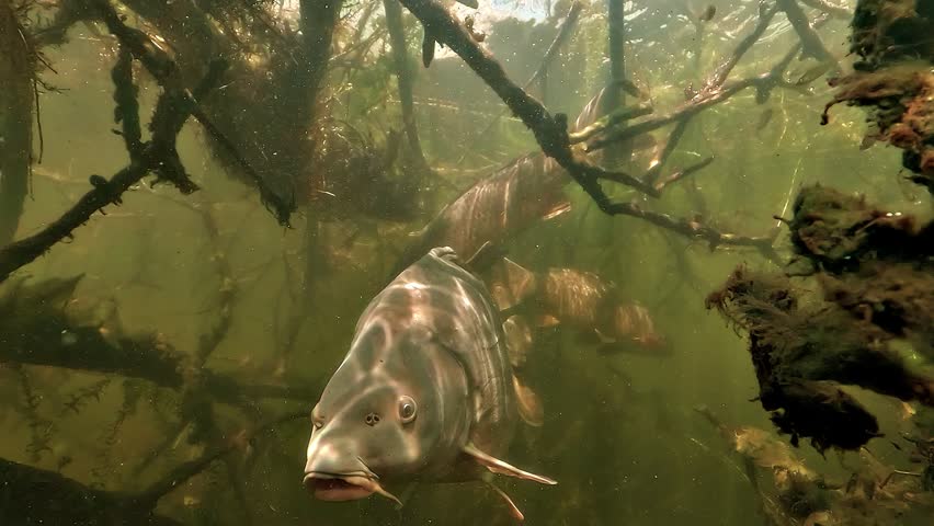 Mirror carp - Cyprinus carpio - comes face to face with the camera then turns, revealing scattered scales and missing patches caused by rubbing during spawning.