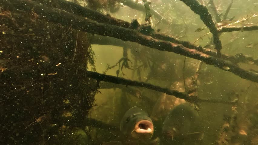 Common carp - Cyprinus carpio - approaches the camera for an extreme close up, revealing its mouth wide open in a striking freshwater portrait.